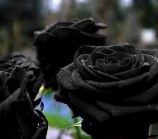 Exotic black roses!