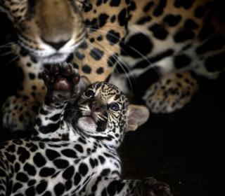 A one-week-old jaguar cub plays with her mother Rosa Salvaje #Nature