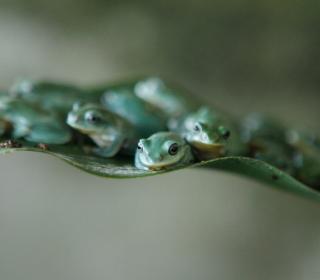 Tree frogs sit on a leaf at an amphibian feeding camp outside Hanoi #Nature