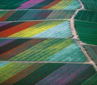 Tulip fields from above - Holland